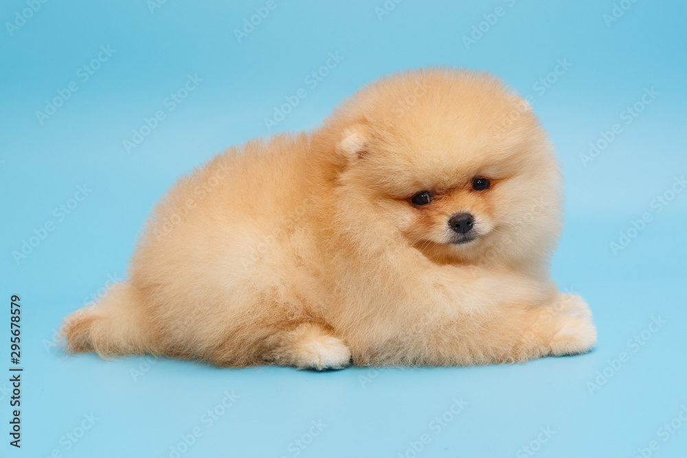 Puppy Pomeranian beige side view