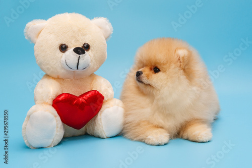 Beige Pomeranian puppy and a toy bear © Okssi