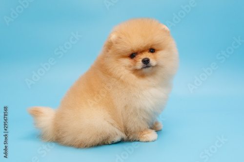 Puppy Pomeranian beige side view © Okssi