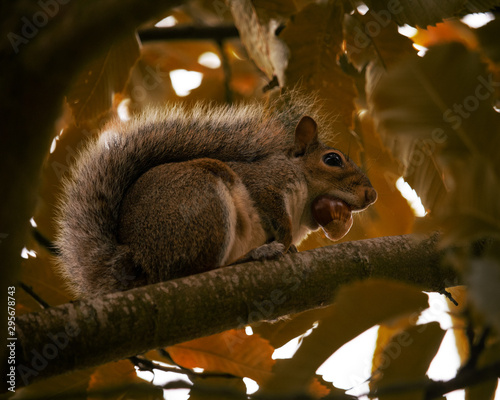 Εκτύπωση καμβά Squirrel holding conker