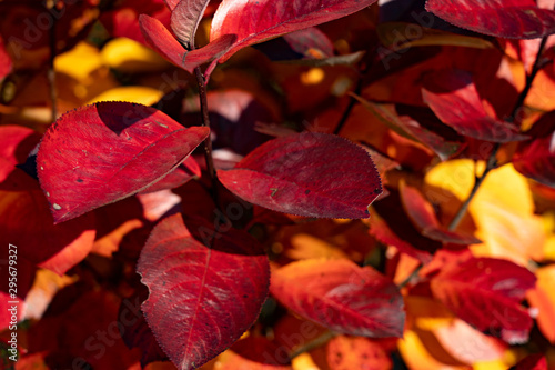 Red autumn leaves on a wall, background. Autumn background of bright red leaves.