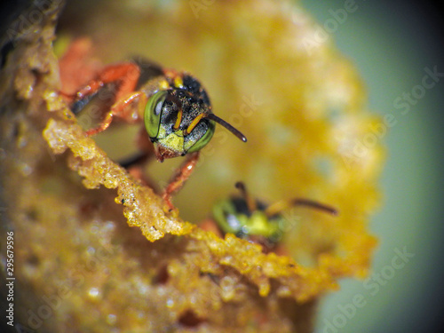 Tetragonisca angustula photo