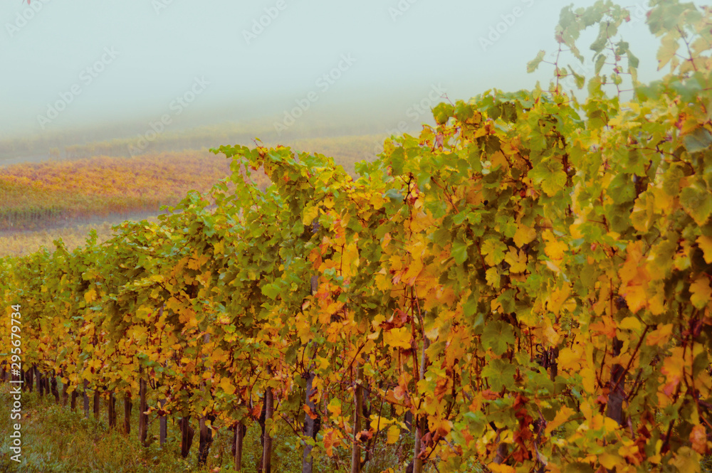 Famous vinyards of Mosel Germany during the Autumn season