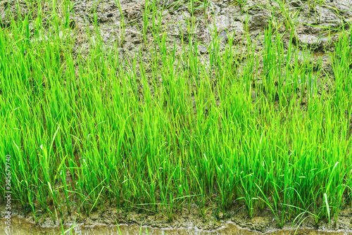 Rice plant in the field