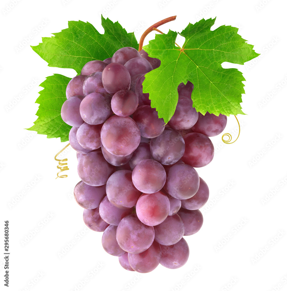 Fototapeta premium Isolated grapes. Hanging bunch of red grapes with leaves and tendrils isolated on white background with clipping path