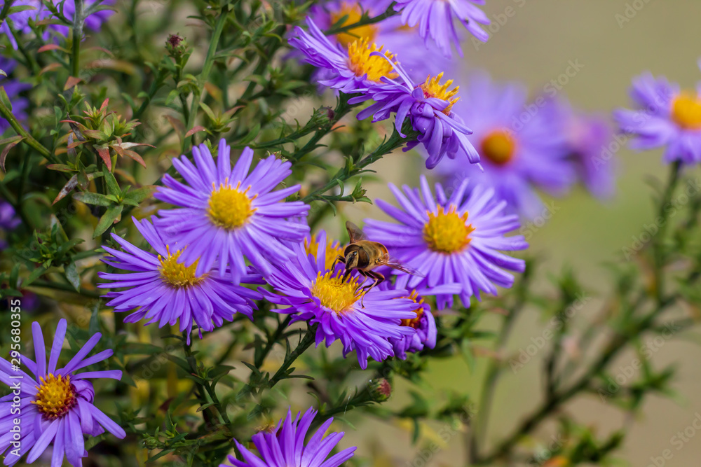 Fototapeta premium Bees pollinate colorful autumn asters.