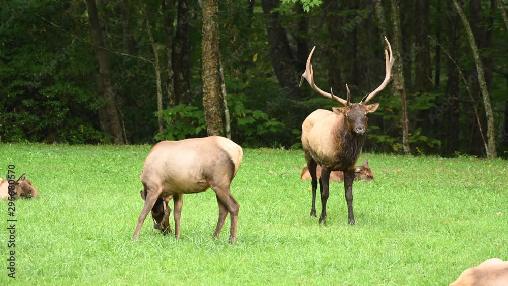 Bull Elk Attemps to Attract Female And Fails Bull Elk Attemps to Attract Female And Fails