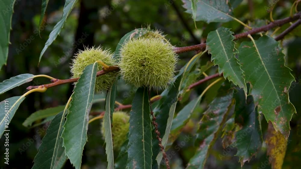 Close Up of Chestnuts Growing On A Chestnut Tree Branch in a forest in Tuscany. 4K UHD Video. Close Up of Chestnuts Growing On A Chestnut Tree Branch in a forest in Tuscany. 4K UHD Video.