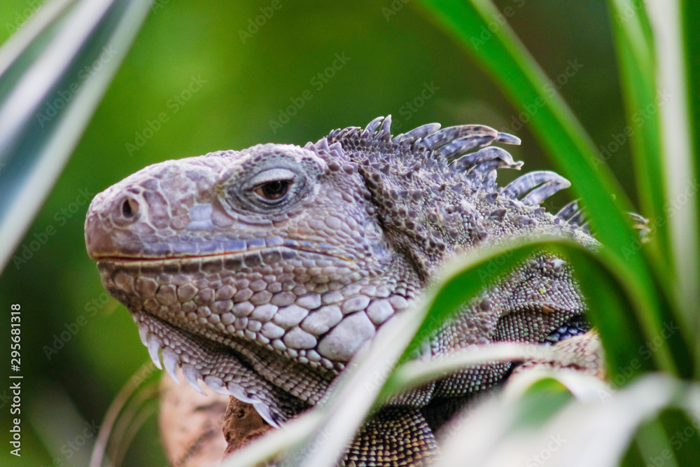 Obraz premium iguana