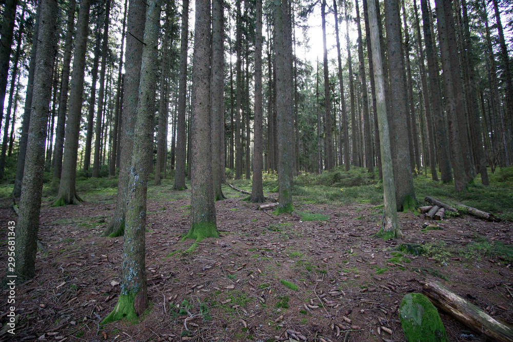 Schwarzwald im Herbst Schwarzwald im Herbst