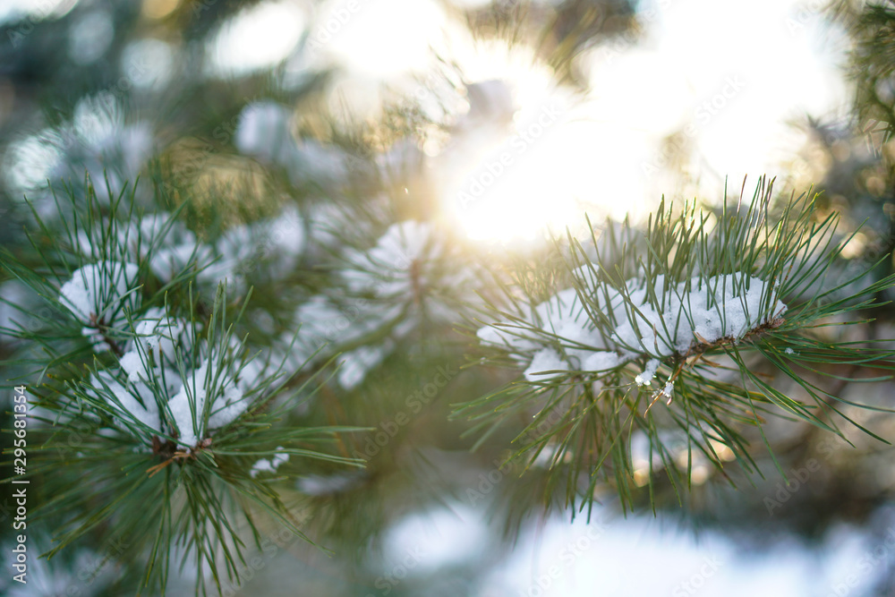 Beautiful winter background with pine in a snowy forest. Beautiful Christmas trees in a snowdrift and snowflakes. Stock photo for the new year Beautiful winter background with pine in a snowy forest. Beautiful Christmas trees in a snowdrift and snowflakes. Stock photo for the new year