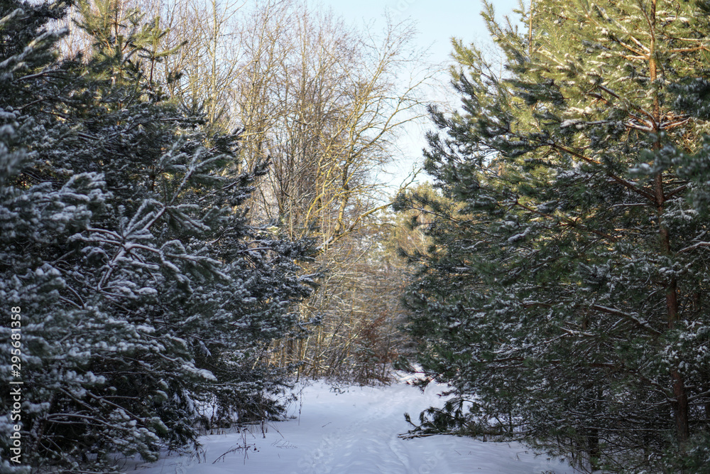 Beautiful winter landscape in a snowy forest. Beautiful Christmas trees in a snowdrift and snowflakes. Stock photo for new year Beautiful winter landscape in a snowy forest. Beautiful Christmas trees in a snowdrift and snowflakes. Stock photo for new year