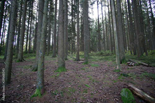 Schwarzwald im Herbst photo