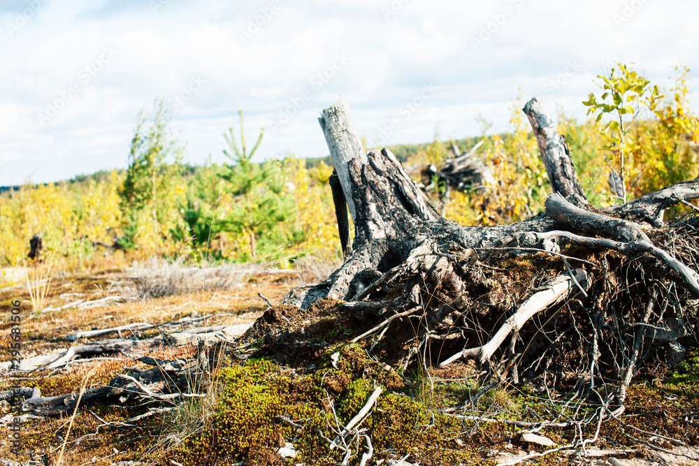 wild autumn forrest, roots of trees in mess background close up wild autumn forrest, roots of trees in mess background close up