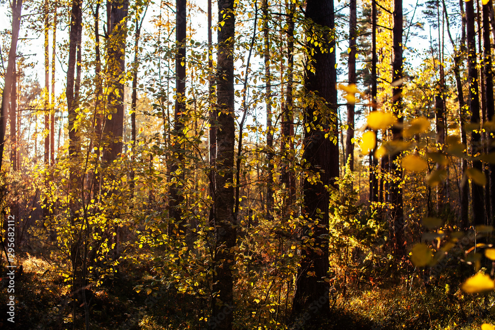 outdoor landscape seasonal, golden autumn wild forest