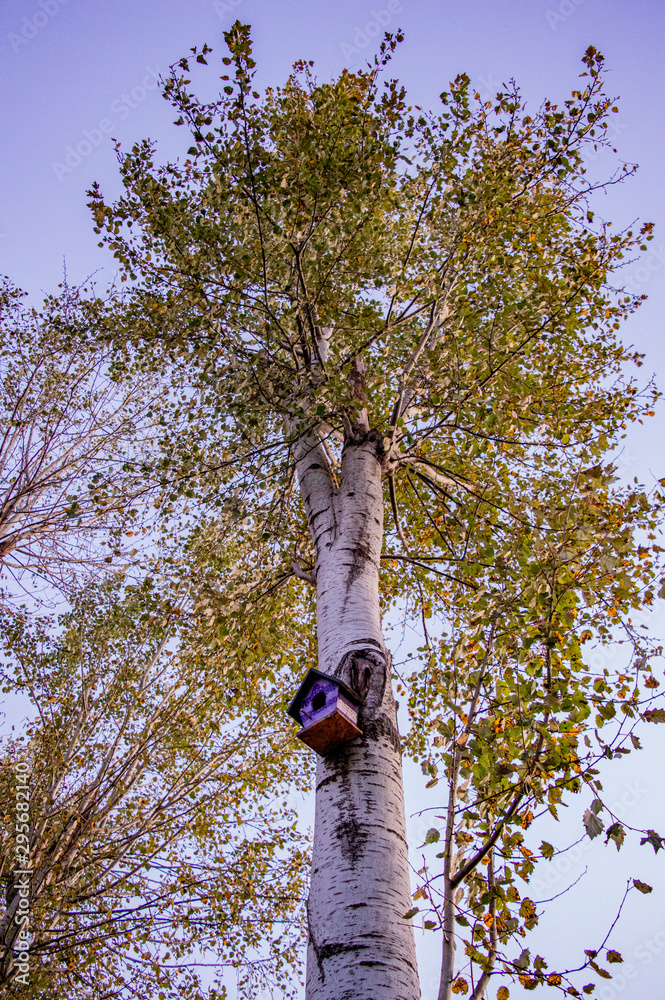 Fototapeta premium bird house on oak tree in autumn 