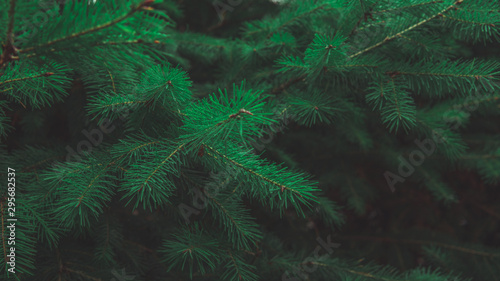 Texture of Christmas tree branches. A nice green fir branches. Atmospheric background for the mood of winter holidays. Close up.