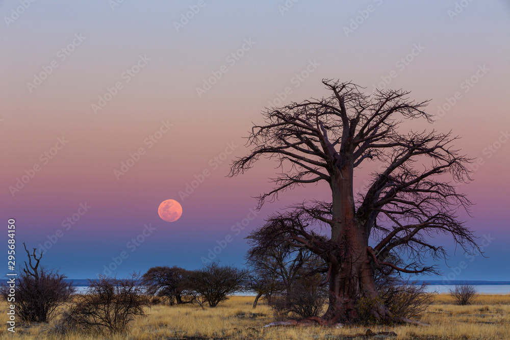 The full moon rise next to a large baobab tree The full moon rise next to a large baobab tree