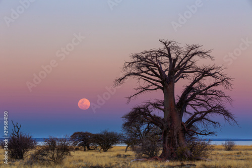 The full moon rise next to a large baobab tree photo