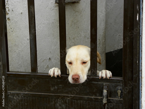 white dog behind the fence