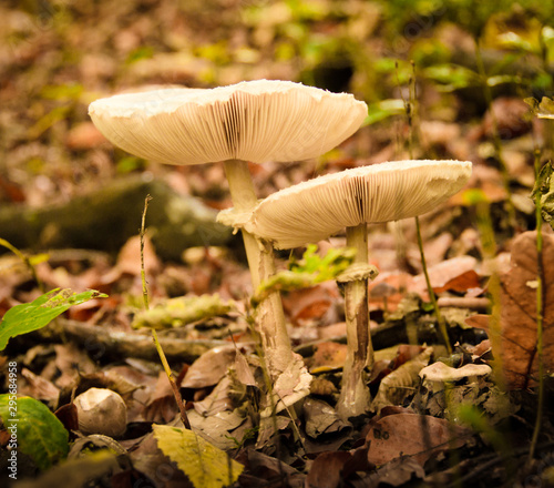 Some beautiful mushrooms in the autumn forest nature