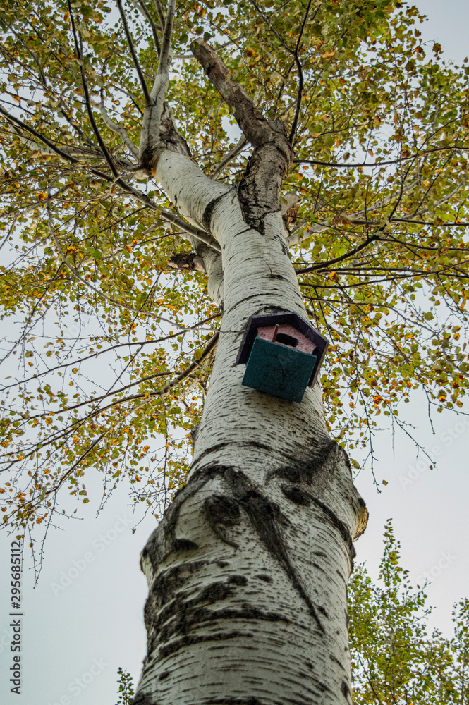 Fototapeta premium bird house on oak tree in autumn 