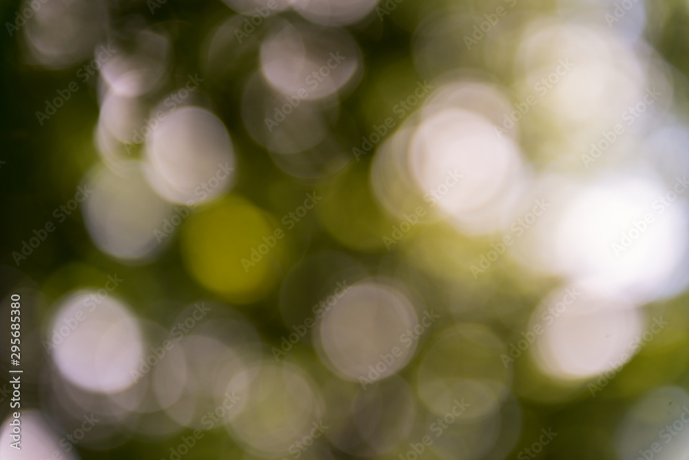 Defocused forest lights