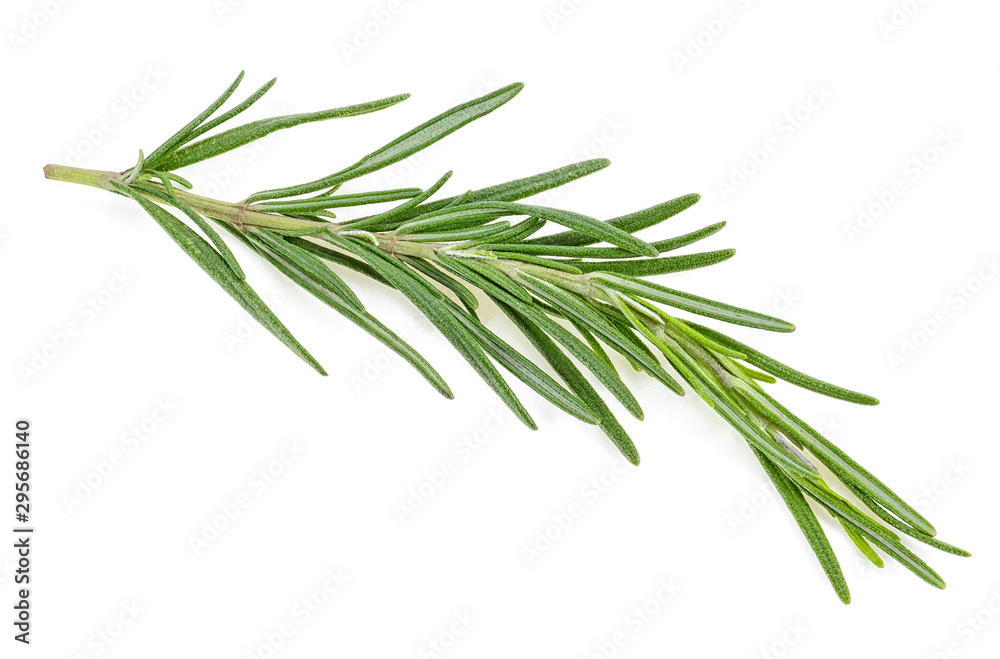 Fresh green twig of rosemary isolated on white background