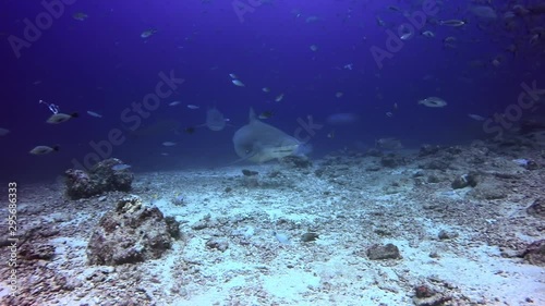 Wallpaper Mural Sharks in underwater ocean of Fiji. Dangerous predatory sea animals in underwater marine wildlife of Oceania. Torontodigital.ca