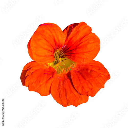 Orange Flower Isolated Photo