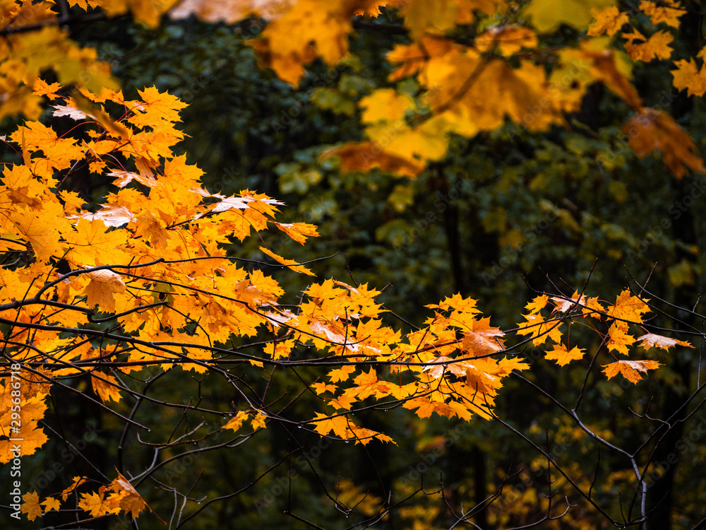 Yellow maple foliage in the autumn forest on a grey rainy day. Yellow maple foliage in the autumn forest on a grey rainy day.