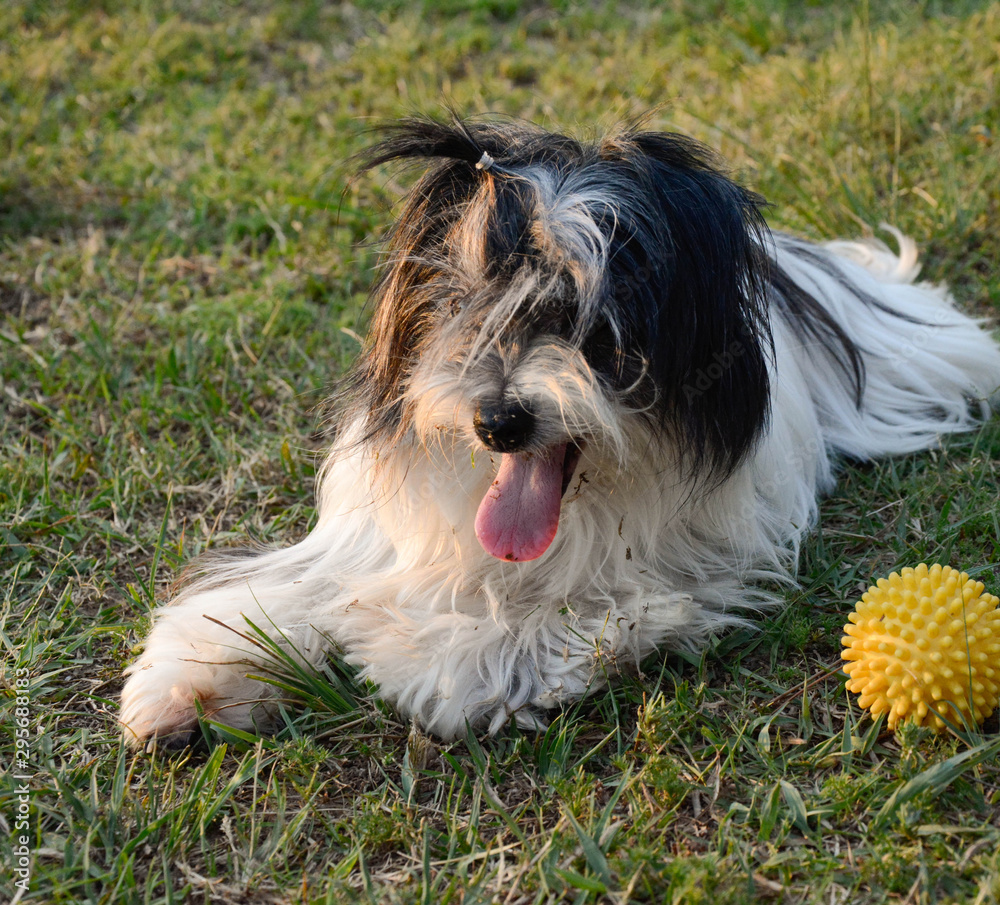 City Tacuarembo/ state Tacuarembo/ month August/ Saturday/ 2019. - DOG City Tacuarembo/ state Tacuarembo/ month August/ Saturday/ 2019. - DOG