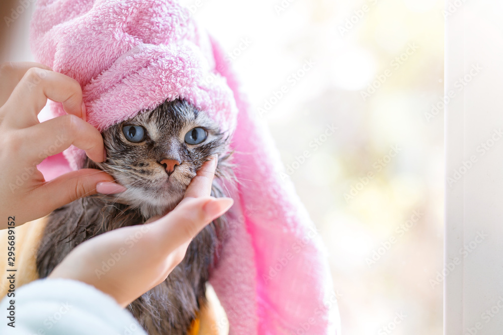 Woman at home holding her funny wet gray tabby kitten after bath wrapped in yellow towel. Just washed lovely fluffy cat with blue eyes with pink towel around his head.