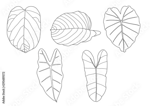 Leaves line single leaf and leaf pattern black Bring to color decorate on white background illustration vector