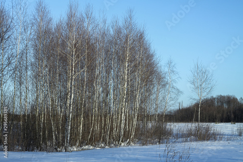 Wallpaper Mural Beautiful winter landscape on a background of trees and forest. Christmas and New Year mood. Snowfall and the view as in a fairy tale Torontodigital.ca