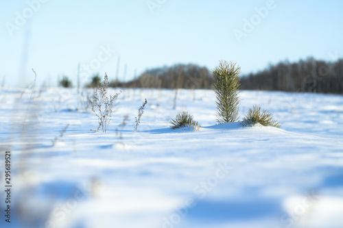 Snow-white snow and the earth sheltered by it. Countryside and snowfall. Winter dunes and mountains of snowflakes. Stock background.