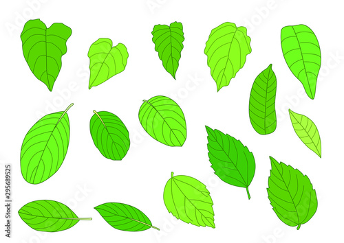Green Leaves fresh abstract isolated on white background illustration vector © nantana