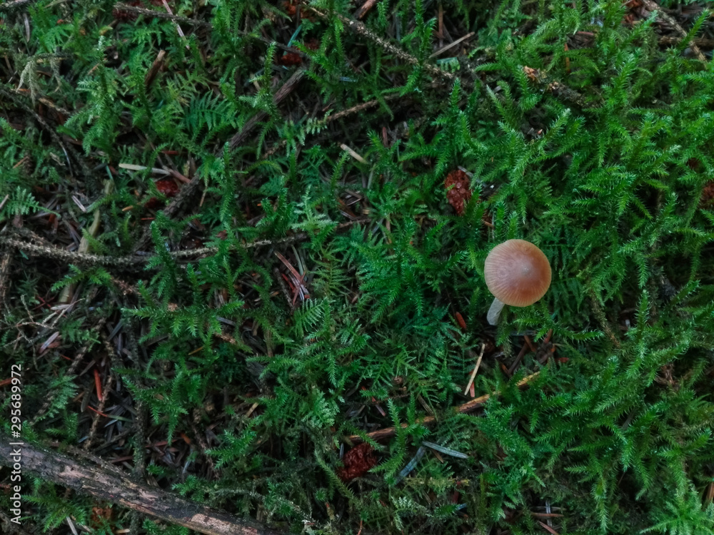 Tiny mushroom growing in the moss in the forest. Tiny mushroom growing in the moss in the forest.