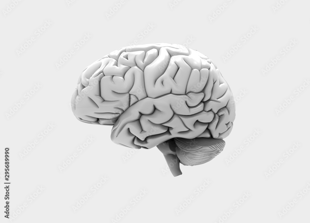 3D render of Human brain - Side view 3D render of Human brain - Side view