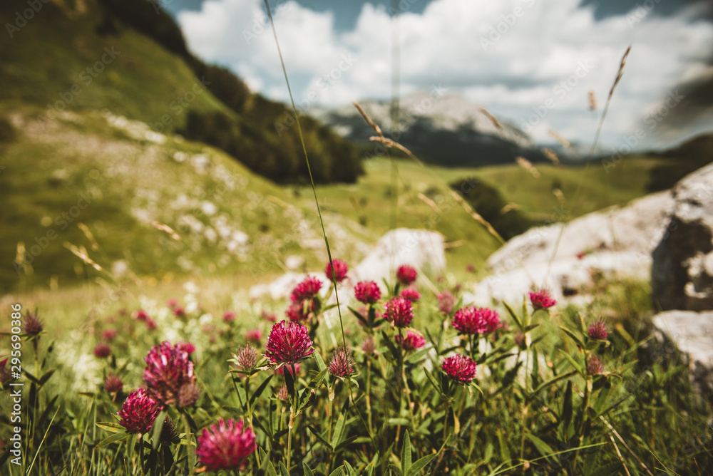 Obraz premium flowers in the mountains