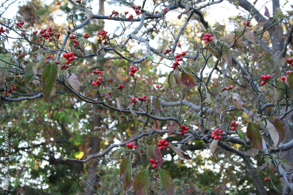 Red nuts
