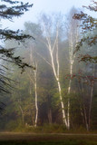 Birches in the Mist