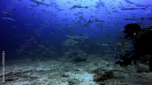 Wallpaper Mural Diver feeds shark in underwater ocean of Fiji. Feeding Sharks on background of school of fish in underwater marine wildlife of Oceania. Torontodigital.ca