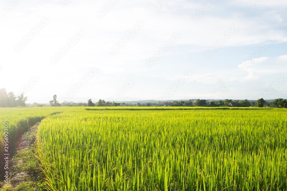 Green rice field under nice sky