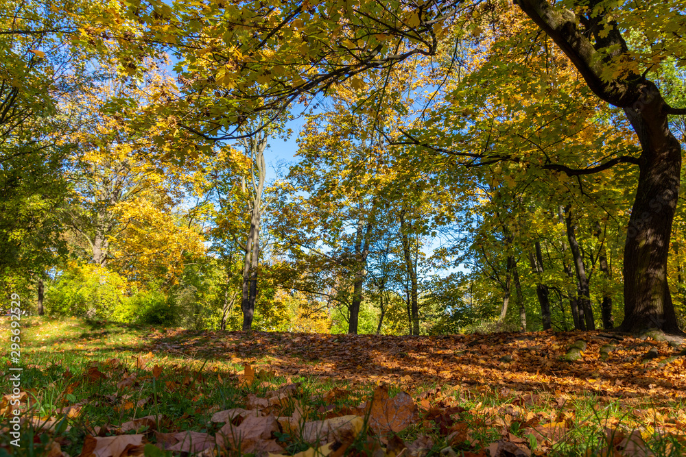 Autumn in a park