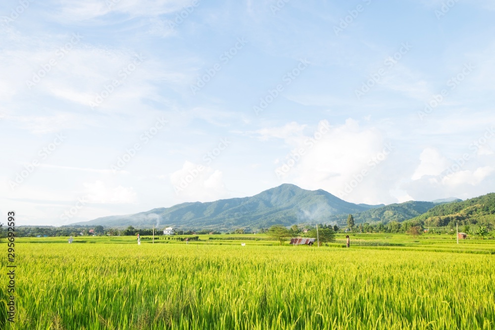 green field under blue sky