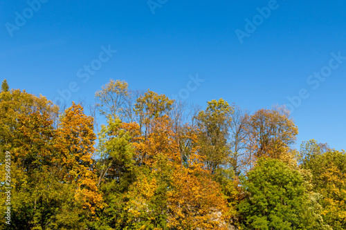Autumn trees 