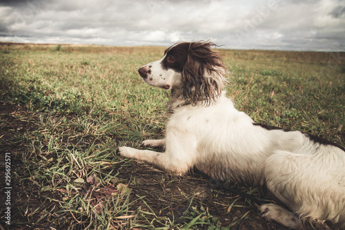 Springer Spaniel lies in the field, dirty and wet. autumn