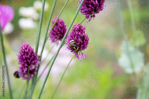 wild bees collect on purple ornamental garlic pollen for honey