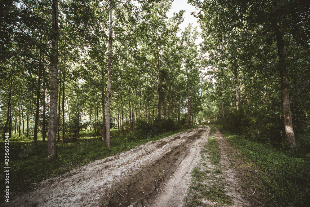 road in the forest road in the forest